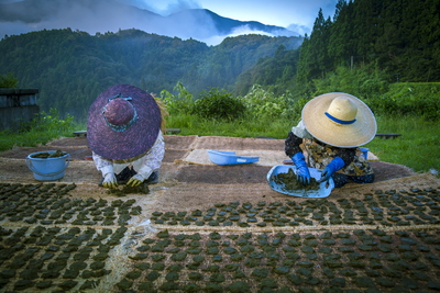 碁石茶