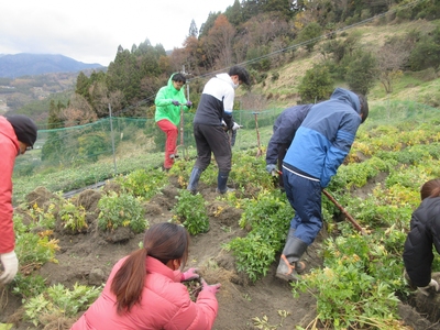 薬草トウキ試験栽培地での収穫作業