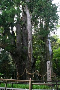 杉の大スギ