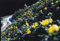 福寿草の里